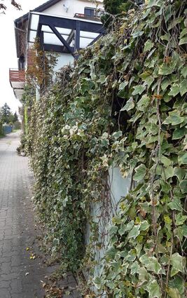 Das schlägt das Herz des Biologen höher: Die vom Efeu umrankte Gartenmauer bietet zahlreichen Tieren Lebensraum, hilft, das Mikroklima in den Städten zu verbessern.