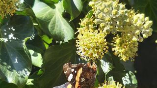 Ein Schmetterling gibt sich auf der Efeublüte ein Stelldichein.