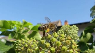 Nahrung satt für die Honigbiene, die sich am Efeu gütlich tut und Pollen einsammelt.