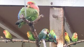 Sittich im Vogelpark in Plankstadt - ein Bild aus den vergangenen Jahren.