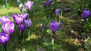 Pflanzen wie diese lilafarbenen Krokusse verschönern das Gemeindebild.