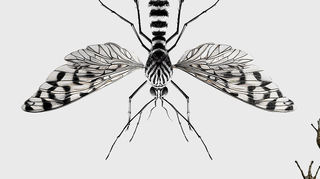 Tigermücke, Kaliko-Krebs und Laubholzkäfer sind die neuen Bewohner in unserer Atmosphäre - und sie bergen mehr Gefahren, als uns lieb sein können.