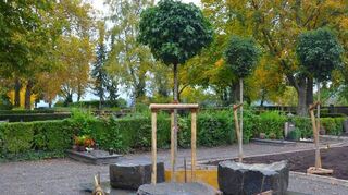 Hier werden die drei Quellsteine zwischen den großen bepflanzten Grünflächen platziert. Der Brunnen soll als Wasserspender für Vögel und Insekten dienen.