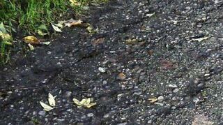 Der Asphalt dieses Radwegs weist Risse auf.