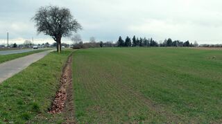 Zwischen der Landstraße nach Reilingen (rechts) und dem Friedhof (im Hintergrund) soll nun doch kein Solarpark entstehen. Statt-dessen ist ein Gewerbegebiet im Gespräch, das Bürgermeister Hoffmann jedoch noch in weiter Ferne sieht.