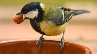 Ein Kohlmeise hält auf einem Balkon eine Haselnuss in ihrem Schnabel, die sich aus einem Futternapf geholt hat. Vögel auf den Balkon zu füttern sieht nicht jeder gern...