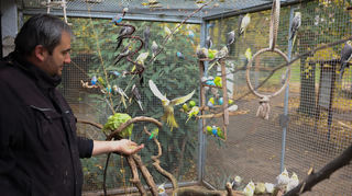 Sven Berlinghof, Vorsitzender des Vereins des Vogelparks in Plankstadt, füttert die Sittiche.