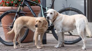 Die Zahl der Hunde ist in Brühl in den vergangenen Jahren sprunghaft angewachsen – dieser Entwicklung wollen Verwaltung und Rat nun mit einer deutlichen Erhöhung der Hundesteuer begegnen.