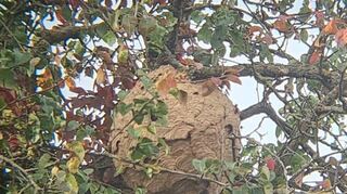 Das Bild zeigt ein Nest der asiatischen Hornisse in Plankstadt. Aufgenommen wurde das Foto am 9. Oktober 2023.