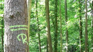In Oftersheim wird der Hardtwald in Sachen Klimaschutz eine wichtige Rolle spielen. So haben Bürger laut Martin Hirning vorgeschlagen, den Hardtbach aus dessen Bachbeet zu entlassen, um den Wald zu vernässen.