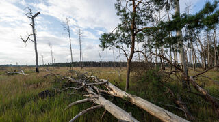 Bäume und Wälder leiden, wie auf diesem Symbolbild, unter den Auswirkungen des Klimawandels.