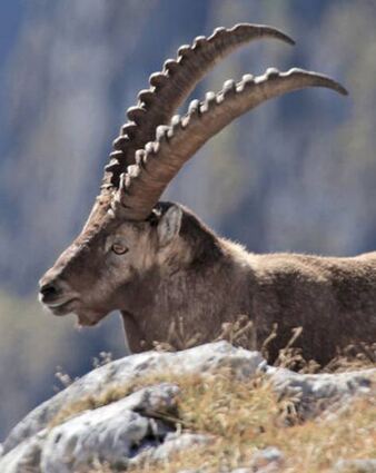 Der Steinbock steht in dem Film exem-plarisch für die Alpen.