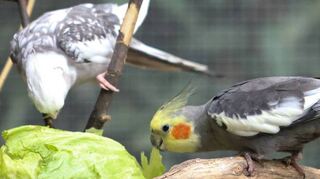 Im Februar und März 2023 hat der Vogelpark in Plankstadt mit dem Ausbruch der Vogelgrippe im Rhein-Neckar-Kreis zu kämpfen. Die Tiere müssen im Stall bleiben, wodurch eine Ansteckung vermieden werden soll. Nicht verhindert werden kann der Tod von rund 70 Wellen- und Nymphensittiche im Oktober – vermutlich durch verschimmelte Brotreste, die durch das Gitter des Geheges geworfen wurden. „Ein paar Tiere konnten wir retten, weil wir gleich mit verschiedenen Arzneimitteln entgegengewirkt haben“, sagt Vorsitzender Sven Berlinghof. Wer die Verursacher sind, bleibt unklar.