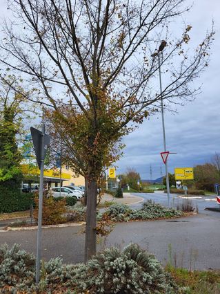 Dieser Baum versucht noch, eine Sekundärkrone zu bilden, ob es hilft, wird man sehen.