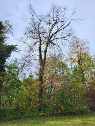 Hier eine tote Hainbuche aus dem Schwetzinger Schlossgarten.