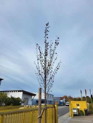 Auch diese erst kürzlich gepflanzte Hainbuche ist nicht mehr zu retten.