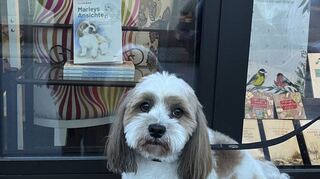 Im Schaufenster und davor. Marley ist überall...