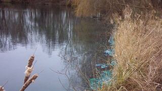 Die Winterblüte der Blaualge ist hier als Beispiel auch in einem früheren Fall am Speyerlachsee deutlich zu sehen.