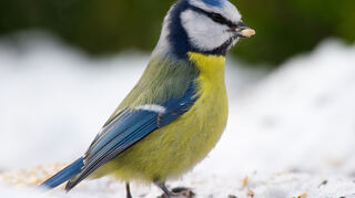 Eine Blaumeise an einer Futterstelle in einem Garten.
