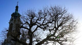Die stattlichen Bäume an der evangelischen Kirche haben noch keine Blätter. Wenn sie im Frühling ein Laubdach ausbilden, sind sie effektive Schattenspender und kühlen ihre Umgebung.
