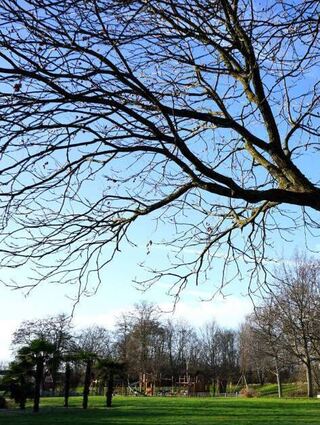 Die Bäume des Gartenschauparks pro-duzieren Sauerstoff und verbrauchen dabei klimaschädliches Kohlendioxid.