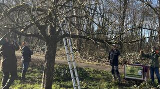 Dieser Apfelbaum auf der Streuobstwiese bekommt seinen Winterschnitt: Iris Schlampp (v. l.), Regina Schubert, Matthias Ihrig und Heinz Eppel sind dabei ehrenamtlich im Einsatz.