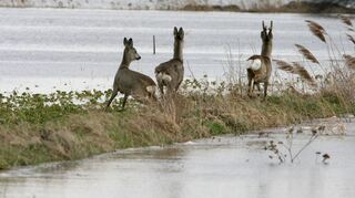 Die beiden Hochwasserwellen des Rheins und der Frost setzen den Wildtieren besonders zu – während die Rehe noch fliehen können, ertrinken viele Kleintiere im Wasser.
