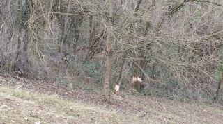 Auch vom Weg oberhalb der Grillhütte sind Bäume zu sehen, an denen Ringelung erfolgt ist.