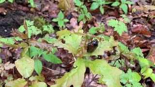 Die Larven des Maikäfers, die Engerlinge, machen den Bäumen im Oftersheimer Wald massiv zu schaffen. An ihnen liegt es auch, dass neu gepflanzte Bäume 2023 nicht überstanden haben.