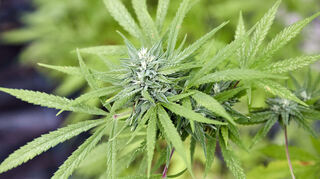 Die Legalisierung von Cannabis in Deutschland rückt näher und ist ein heiß diskutiertes Thema.
