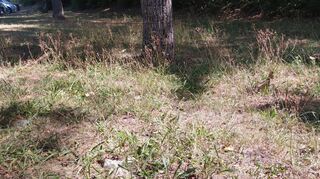 Diese Wiese – gegenüber des Friedhofs gelegen – gehörte im vergangenen Jahr zu den ersten Testflächen für seltenere Mäharbeiten, um beispielsweise Insekten Schutz zu gewährleisten. Diese Handhabe soll auch 2024 weitergehen.