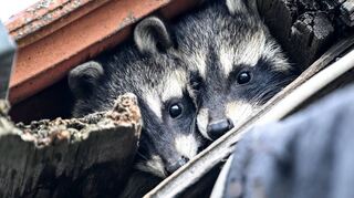 Zwei junge Waschbären schauen unter einem Dach hervor. In Brühl ist das ein noch eher seltenes Bild, doch breitet sich die invasive Art auch im Ort aus.