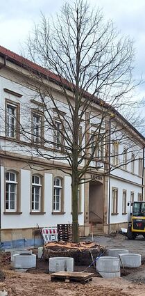 Erst vor ein paar Monaten wurde in Plankstadt ein Baum mit Symbolik gepflanzt: Die Friedenslinde schmückt nun den Rathauseingang und die Ortsmitte.
