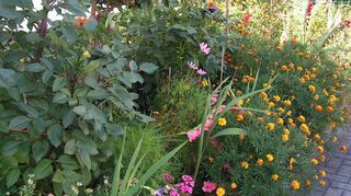 Solche blühenden Bereiche möchte der Umweltverein mit der Aktion schaffen – die Pflan-zen helfen Insekten, verbessern das Mikroklima und sehen schön aus.