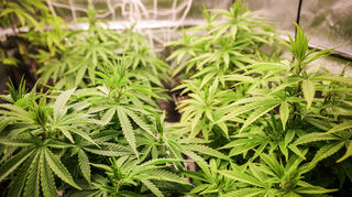 Cannabispflanzen (ca. 4 Wochen alt) in ihrer Wachstumsphase stehen in einem Aufzuchtszelt unter künstlicher Beleuchtung in einem Privatraum. Der Bundestag hat am 23. Februar 2024 über die Legalisierung von Cannabis in Deutschland entschieden.