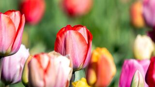 Vorsicht auch bei Tulpen: Selbst als Schnittblume in der Vase geben sie Giftstoffe in das Wasser ab. Eltern und Haustierbesitzer sollten die Vase deshalb außer Reichweite aufstellen.