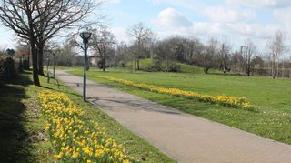 Der Gartenschaupark wird derzeit von Tag zu Tag farbenfroher: Die Narzissen blühen hier in großer Zahl.