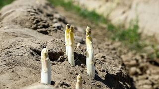 In der Region läuft die Spargelernte an: Zu Ostern kann der erste regionale Spargel erworben werden.