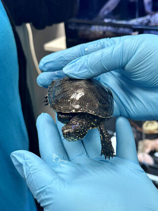 Eine Sumpfschildkröte in der Hand.