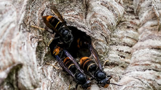 Vespa velutina nigrithorax: Die Asiatische Hornisse breitet sich auch in Baden-Württemberg aus.