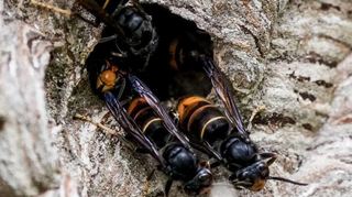 Asiatische Hornissen sammeln sich an einem Ausgang ihres Nestes. Sie breiten sich in der Region immer weiter aus.