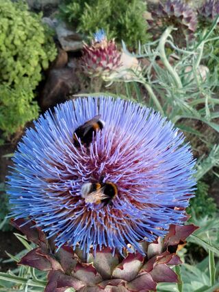 Der Mach-mit-Garten ist auch für Insekten wie diese Hummeln ein wichtiger Platz am HÖP.