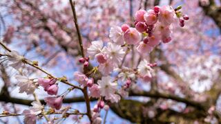 Die „Schwäbisiserung“ der Kirschblüte – hier fotografiert im Schwetzinger Schlossgarten – führt für Caroline Kramer zu den ganz großen Fragen.
