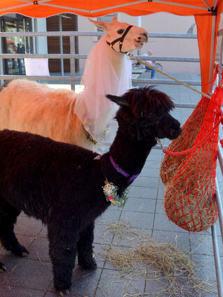 Die beiden Hochzeits-Lamas „Zorro“ (schwarz) und „Theo“ bekommen viele Streicheleinheiten.