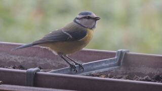 Das Vogelfutterhäuschen ist am Samstagnachmittag abgebaut. Das hindert die Blaumeise nicht, noch ab und zu mal ein paar Körner aus dem Blumenkasten auf dem Balkon zu picken. Inge Sieber, Neulußheim