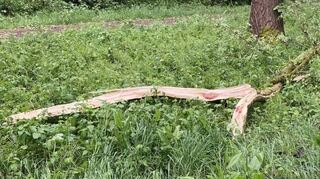 Gefahr besteht durch die armdicken Äste, die der Wind abgebrochen hat und die noch in den Wipfeln hängen.