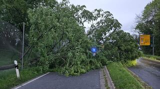 Dieser Baum stürzte vom Stadiongelände auf die Hockenheimer Landstraße/B291 und musste von der Feuerwehr entfernt werden.
