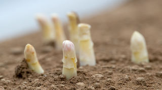 Spargel wird in der Region rund um Schwetzingen und Hockenheim fleißig angebaut.