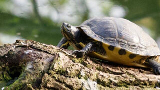 Otto Pawlik freut sich, eine Schildkröte am Anglersee entdeckt und sogar als Nord-amerikanische Buchstabenschmuckschildkröte identifiziert zu haben.