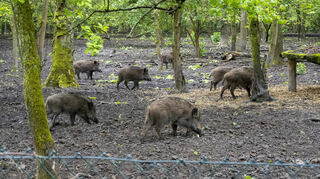 Nicht Bestandteil des fachlichen Teils der Rheininselbegehung war das Wildschweingehege mit zahlreichem Nachwuchs, das aber in der Bevölkerung große Beachtung findet.
